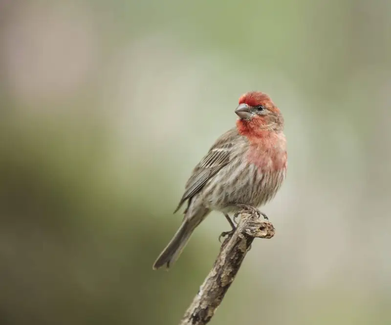 house finch