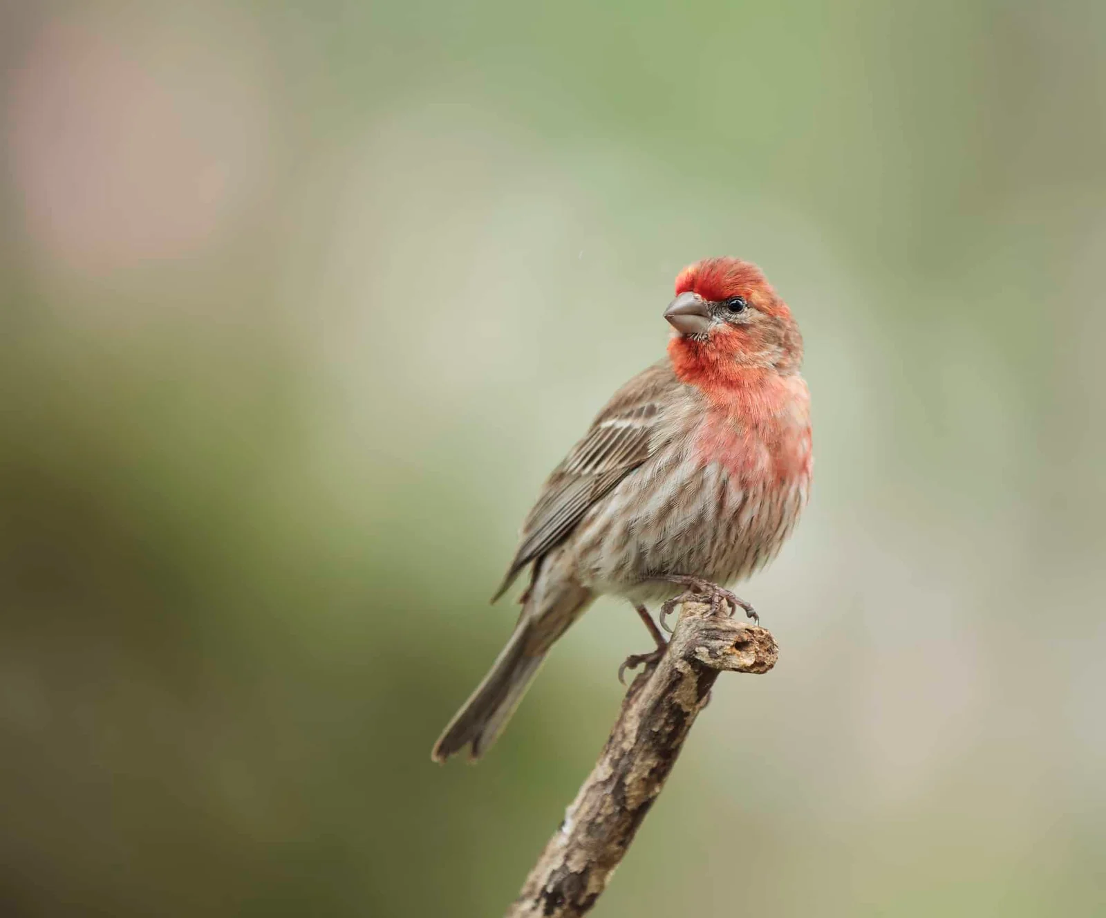 Male House Finch Uk - bhousey