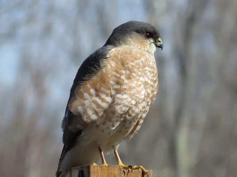 hawk sounds to attract hawks