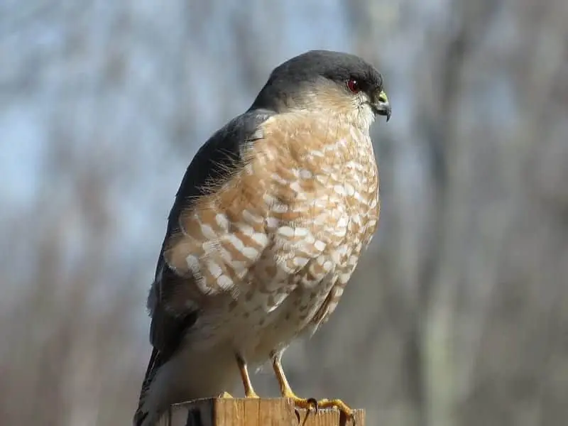 Sharp-Shinned Hawk