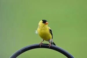 American Goldfinch