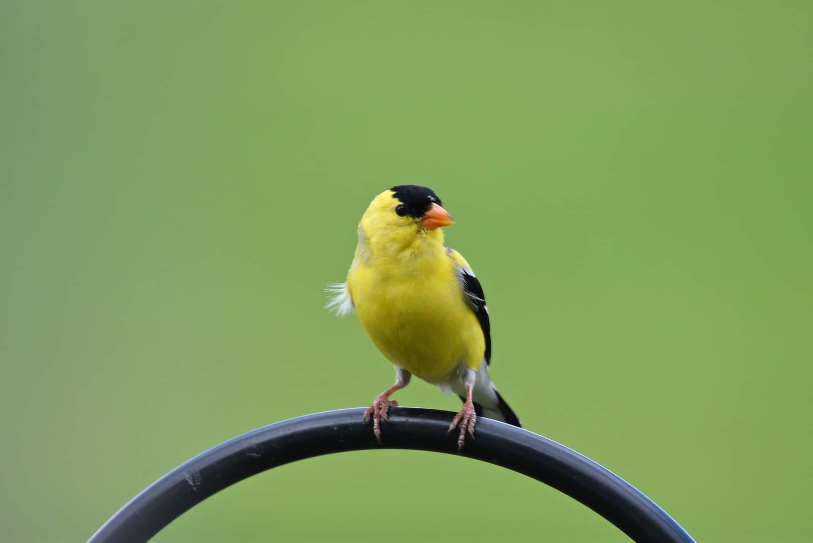 Finches In Texas 8 Species With Pictures Wild Bird World