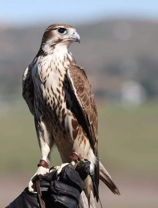 Prairie Falcon