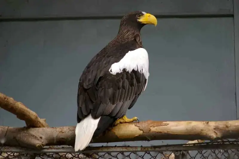 Steller’s Sea Eagle