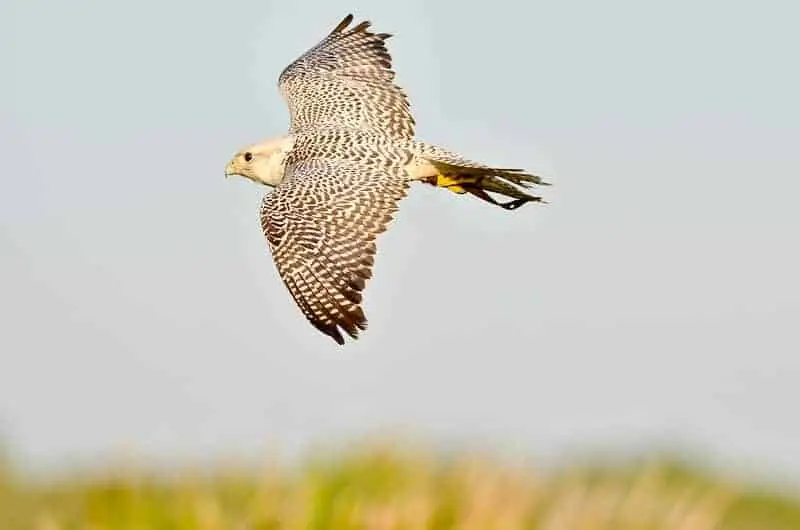 Gyrfalcon