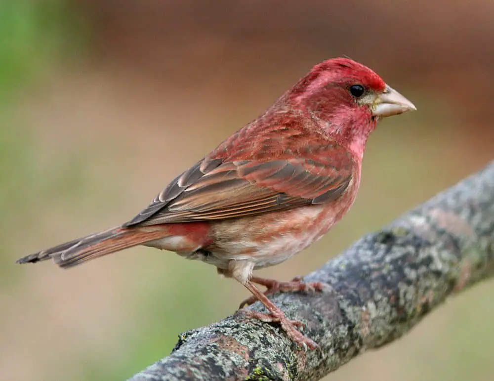 Finches of California (6 Species with Pictures) - Wild Bird World