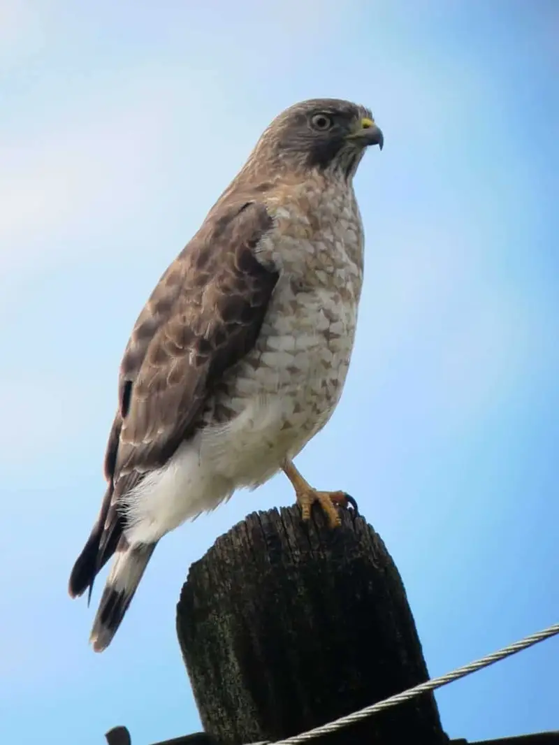 Hawks in North Carolina (8 Species with Pictures) - Wild Bird World