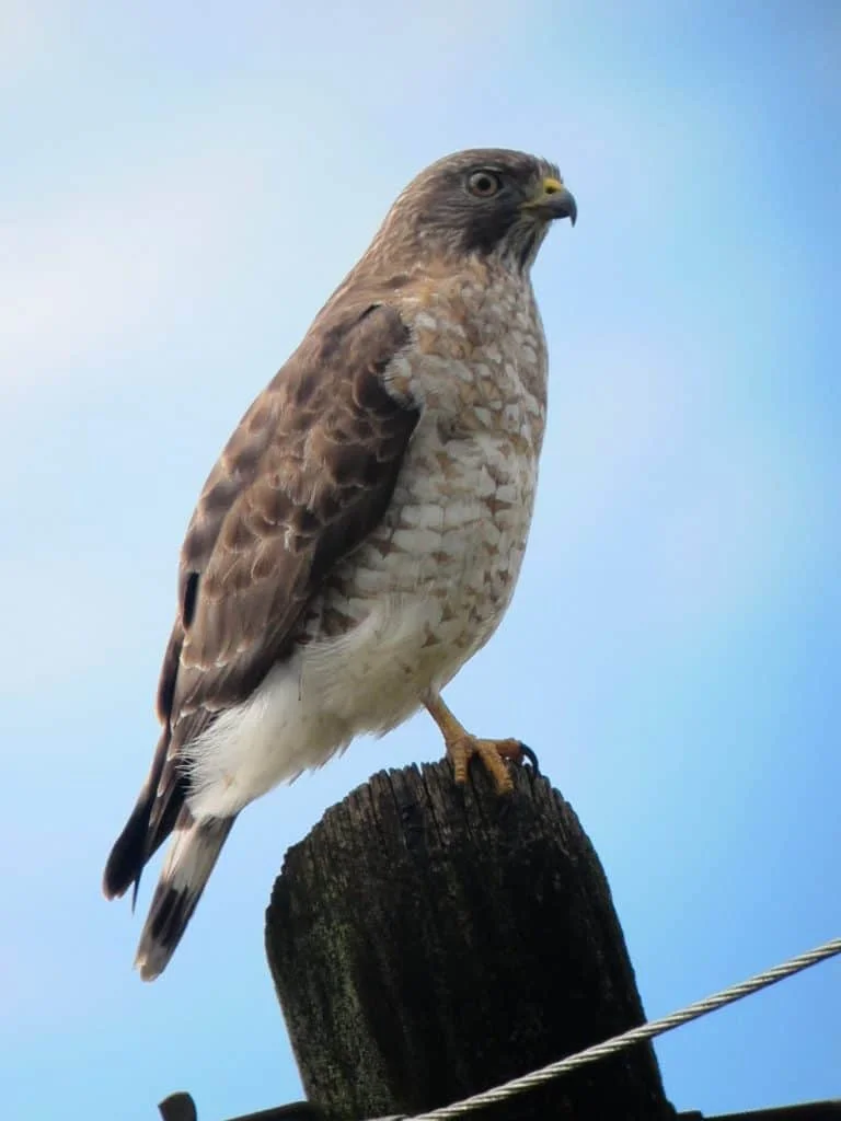 Broad-Winged Hawk