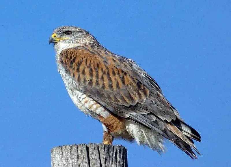 Ferruginous hawk