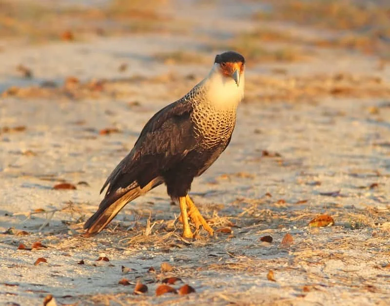 Crested Caracara