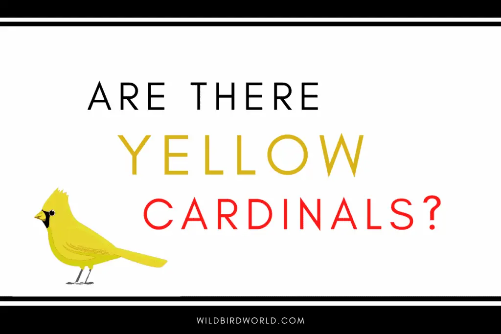 are there yellow cardinals?