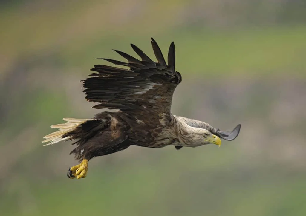 White-Tailed Eagle