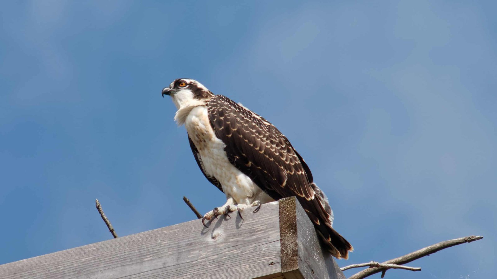 Falcons In Virginia 6 Species With Pictures Wild Bird World 9823