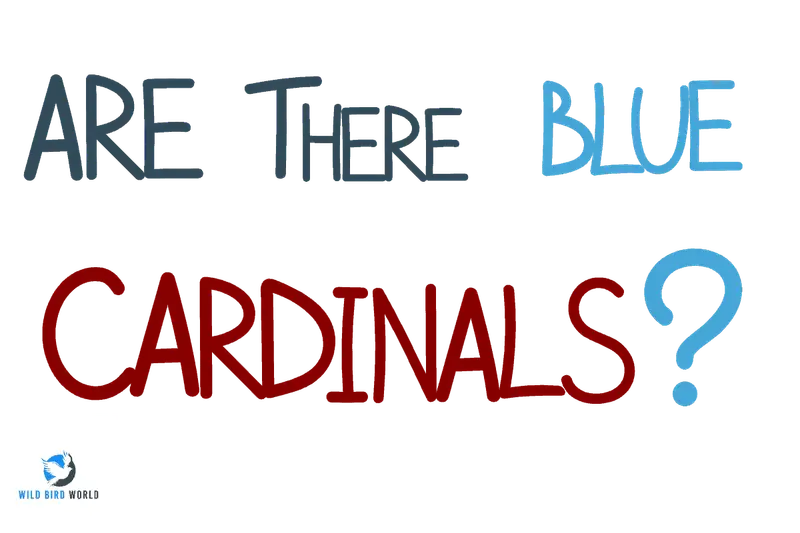 are there blue cardinals