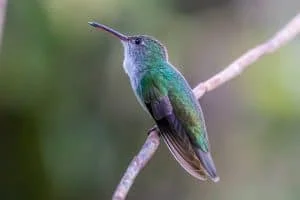 hummingbird sleeping