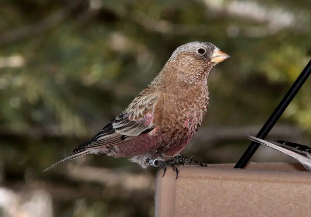 Brown-Capped Rosy Finch