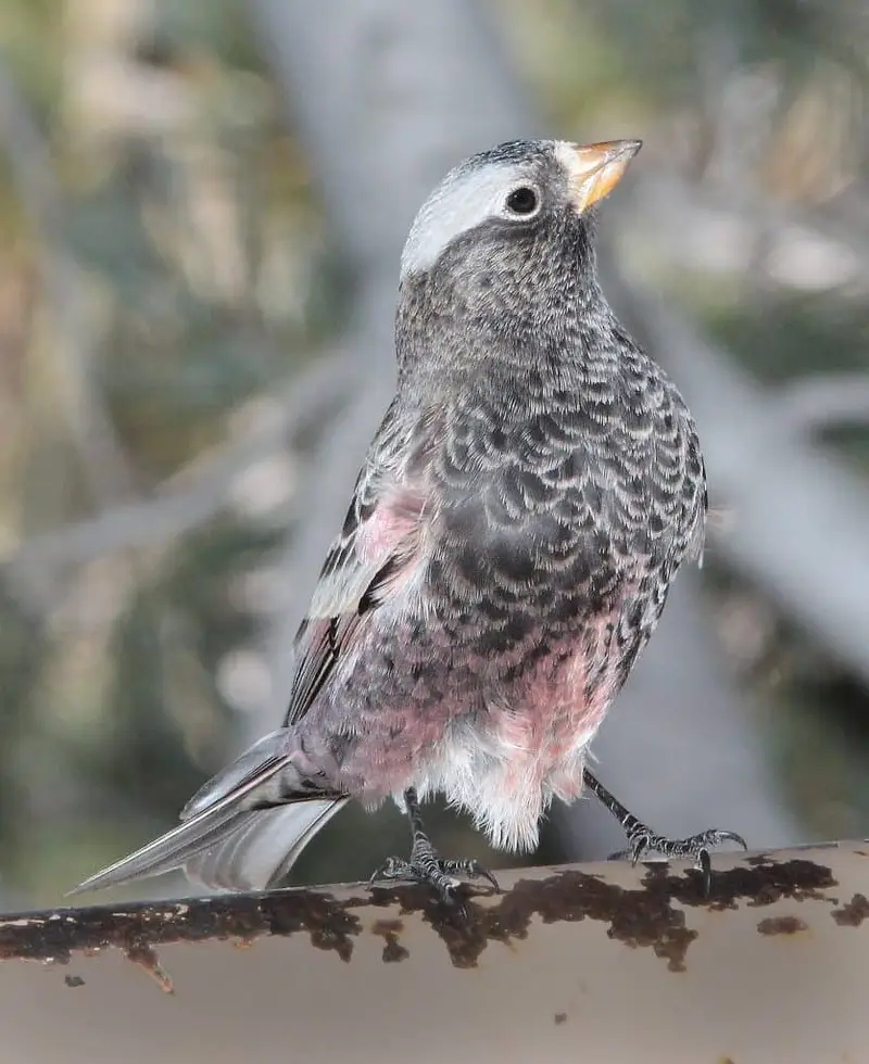 Black Rosy Finch