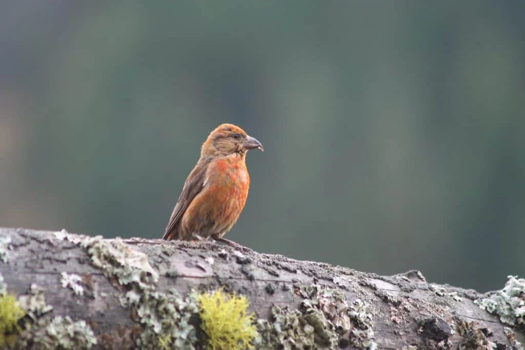 Red Crossbill