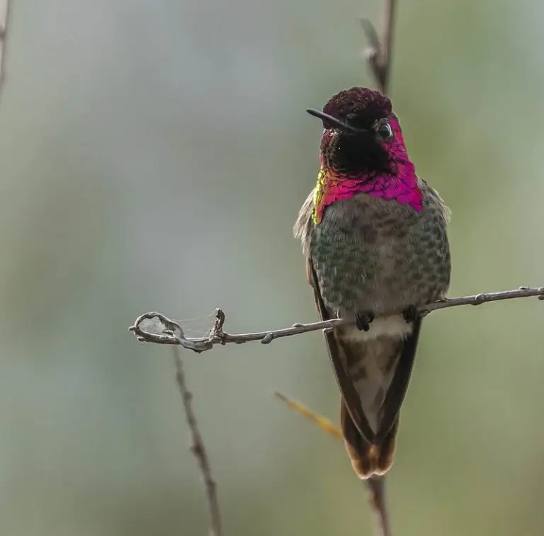 Hummingbirds of California (11 Species with Pictures) Wild Bird World