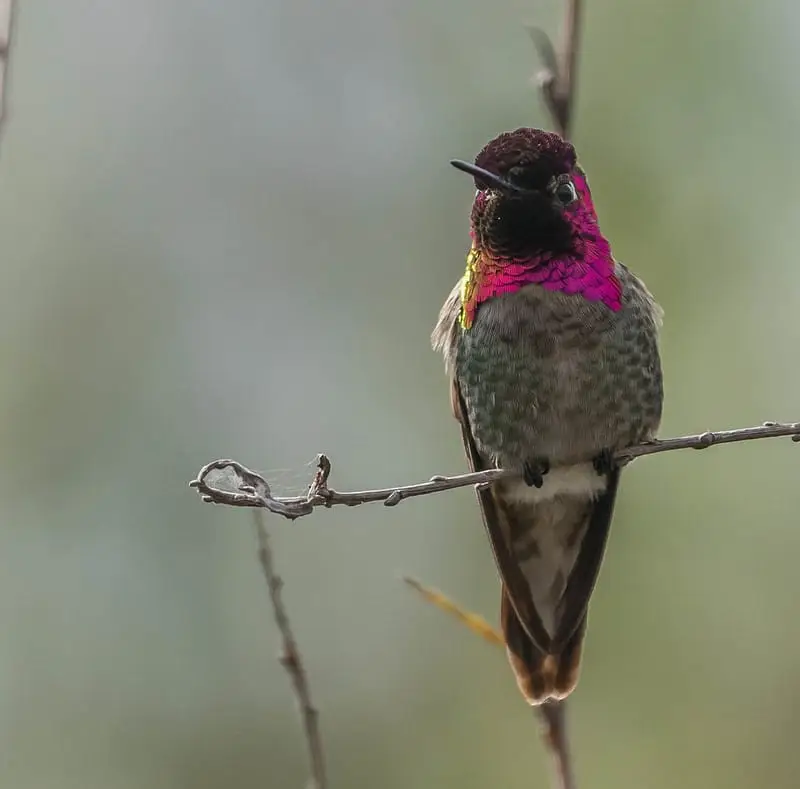 Hummingbirds in North Carolina (9 Species with Pictures) Wild Bird World