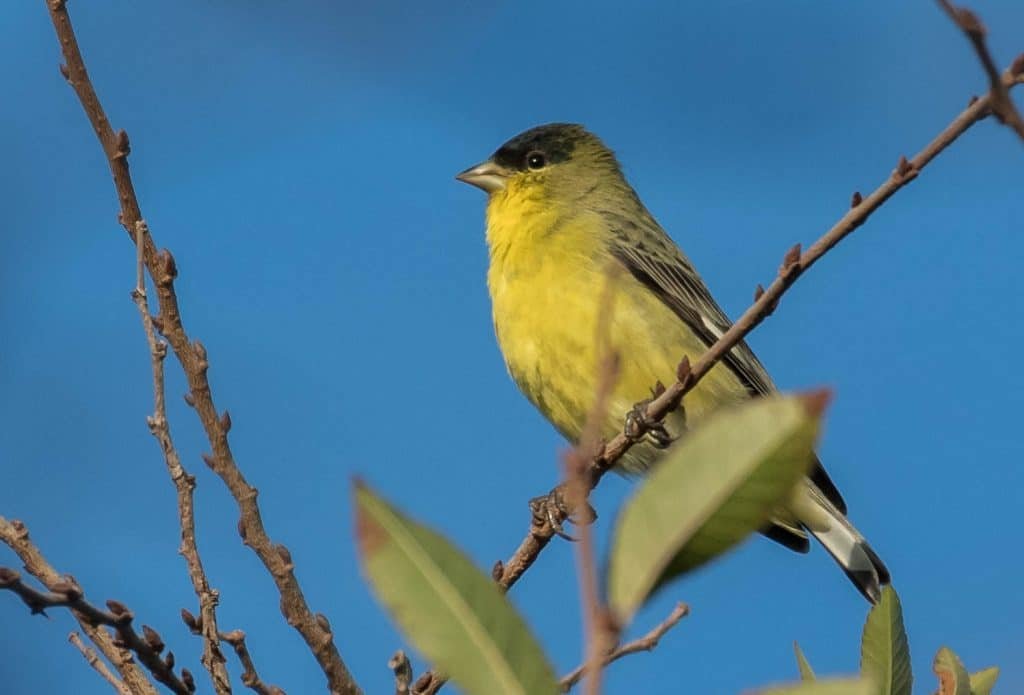 Lesser Goldfinch