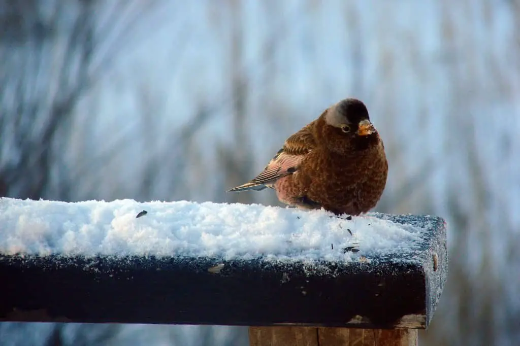 Grey-Crowned Finch