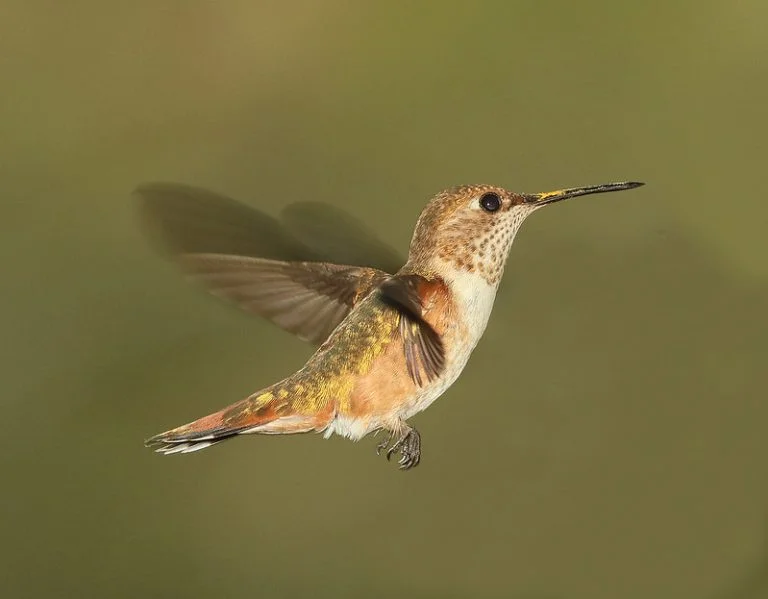 Hummingbirds In Illinois 2024 Ebony