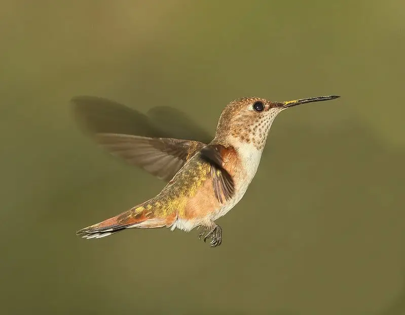 Rufous Hummingbirds