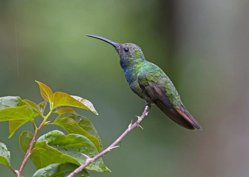 Hummingbirds in North Carolina (9 Species with Pictures) Wild Bird World