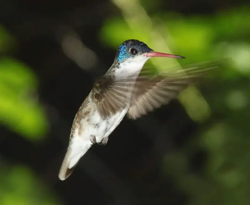 Hummingbirds of California (11 Species with Pictures) Wild Bird World