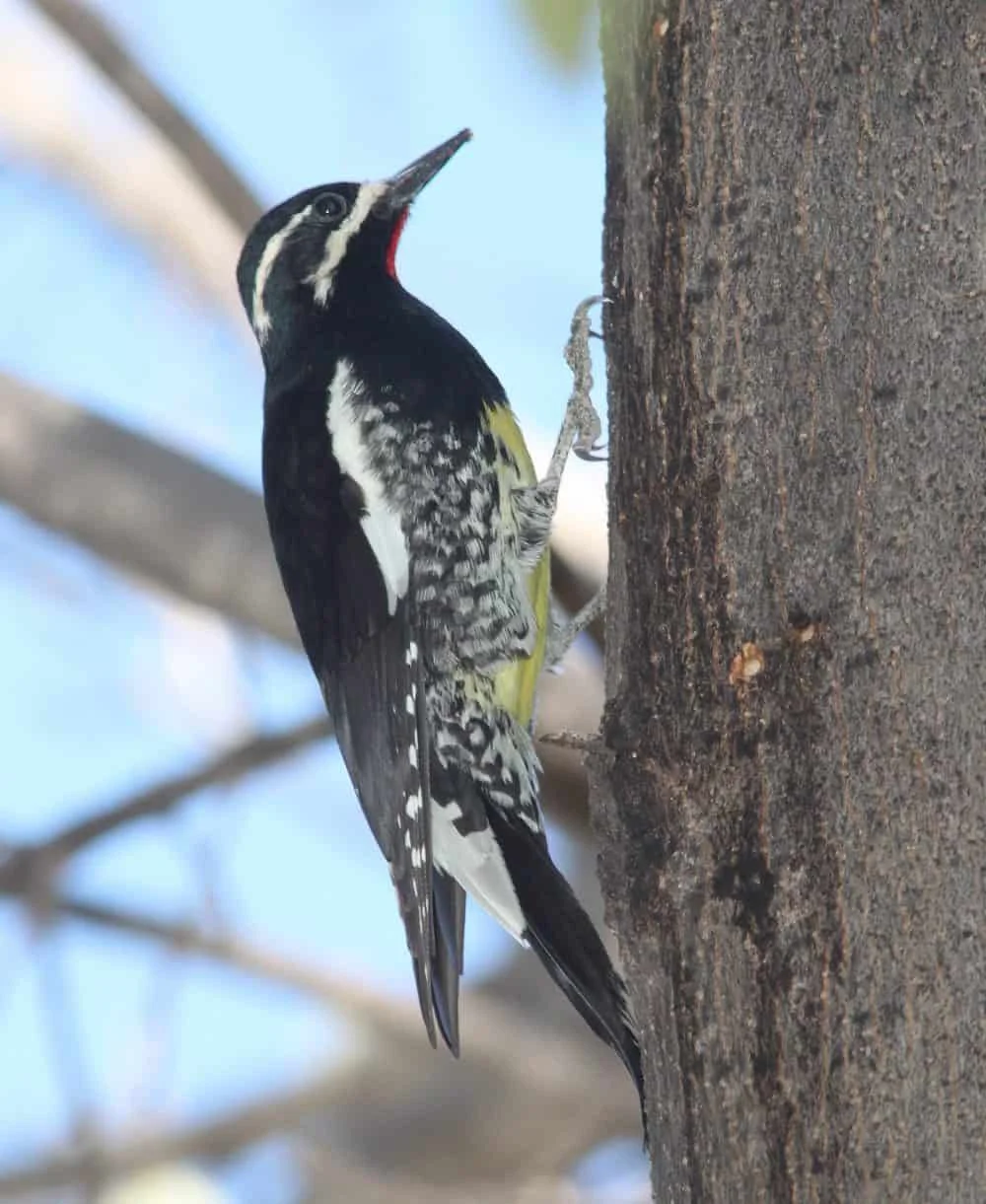 Woodpeckers in Minnesota (11 Species with Pictures) - Wild Bird World