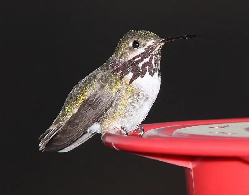 Calliope Hummingbird