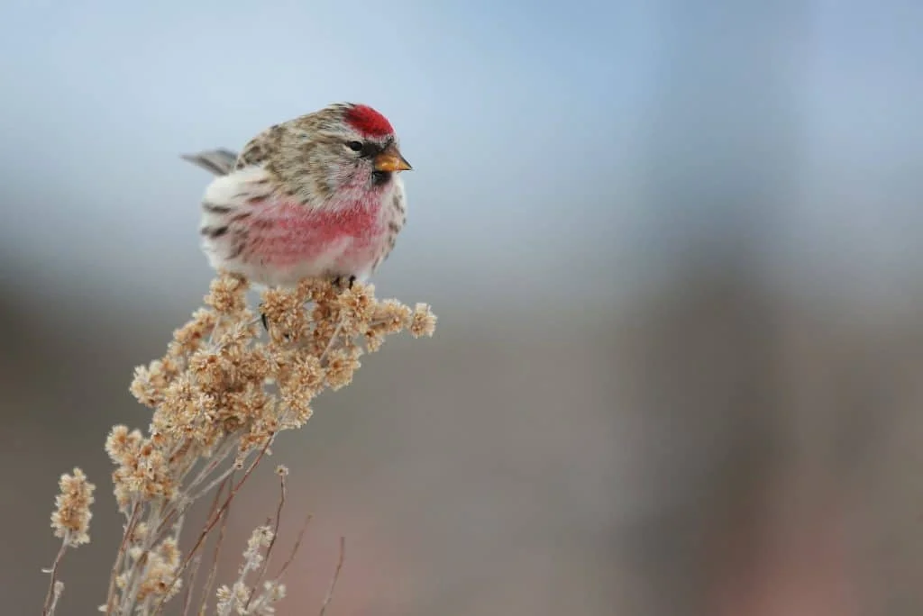 Common Redpoll