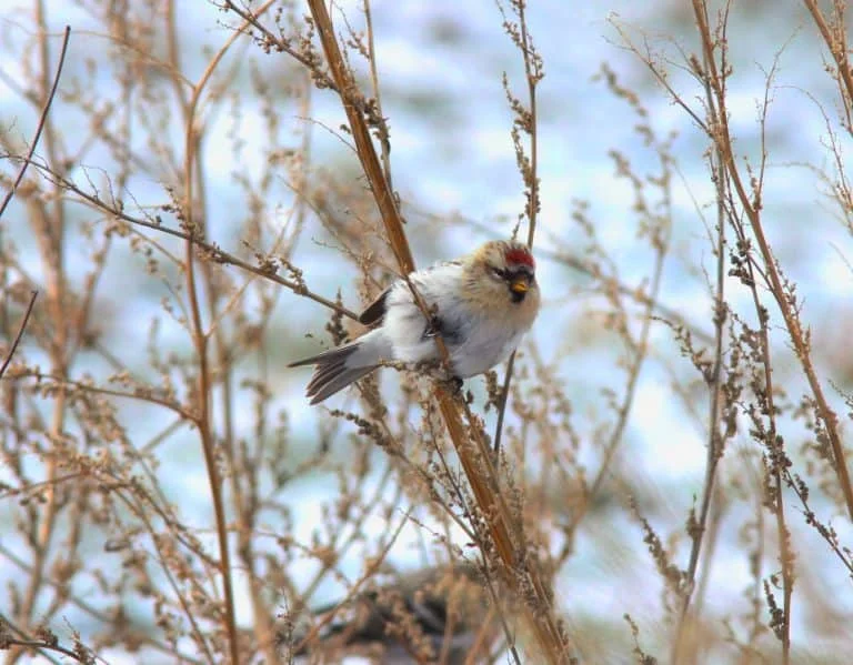Finches in Ohio (9 Species with Pictures) Wild Bird World