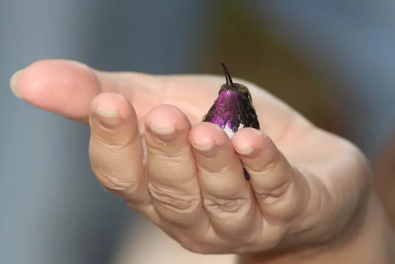 Lucifer Hummingbird