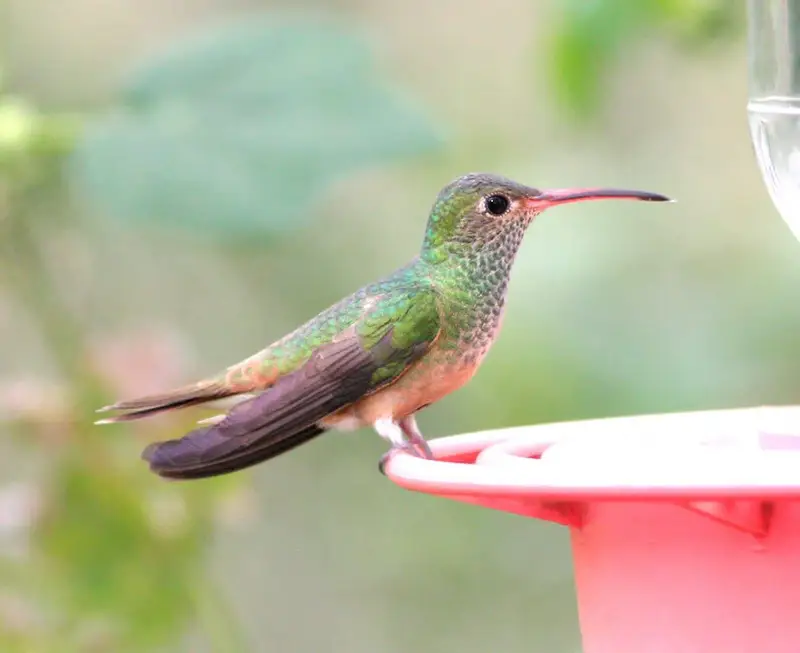 Hummingbirds in North Carolina (9 Species with Pictures) Wild Bird World