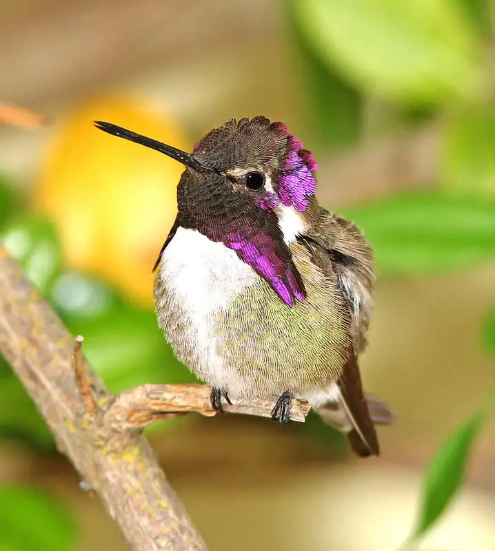 Costa’s Hummingbird