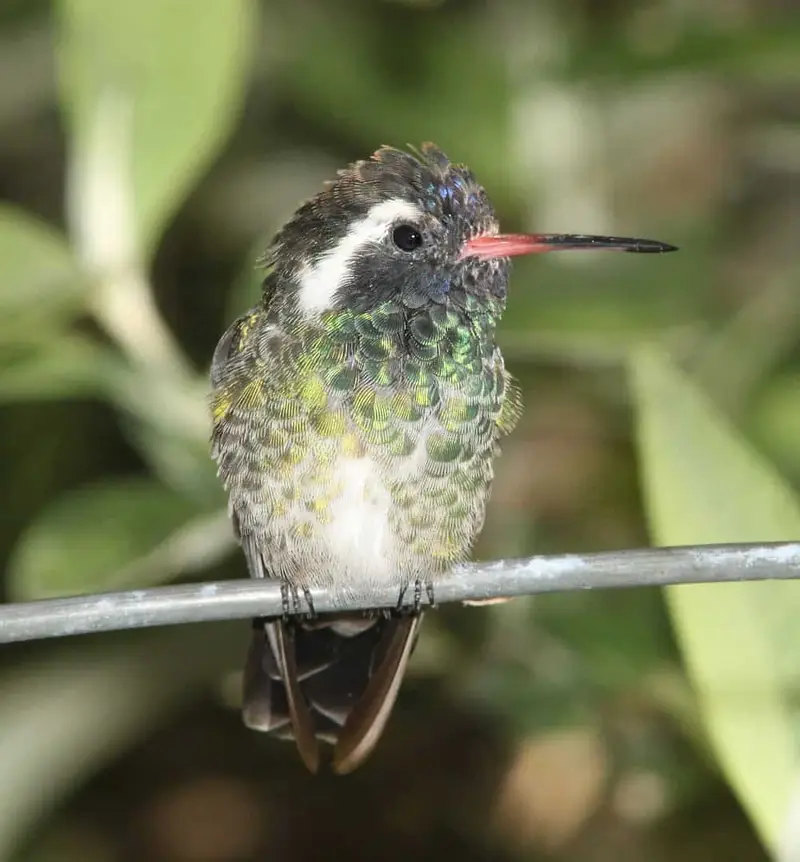 Hummingbirds in Michigan (5 Species with Pictures) Wild Bird World