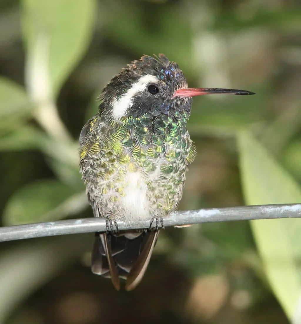 Hummingbirds in Arizona (16 Species with Pictures) - Wild Bird World