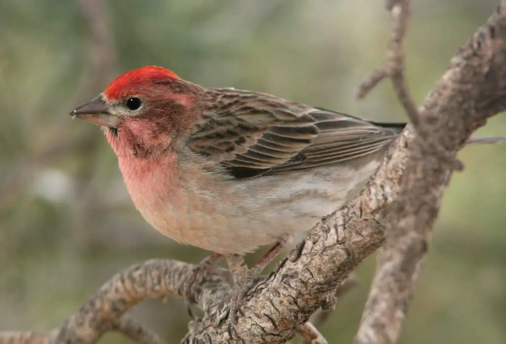 What Kind Of Finches Are In Texas