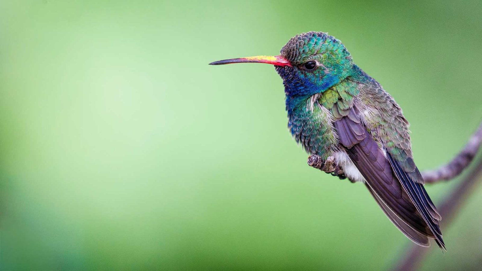 hummingbird in spanish