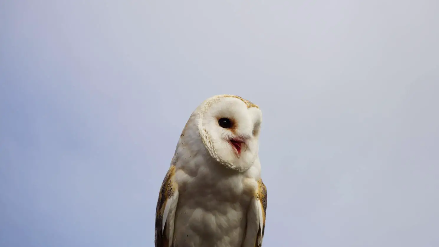 owls in south Carolina