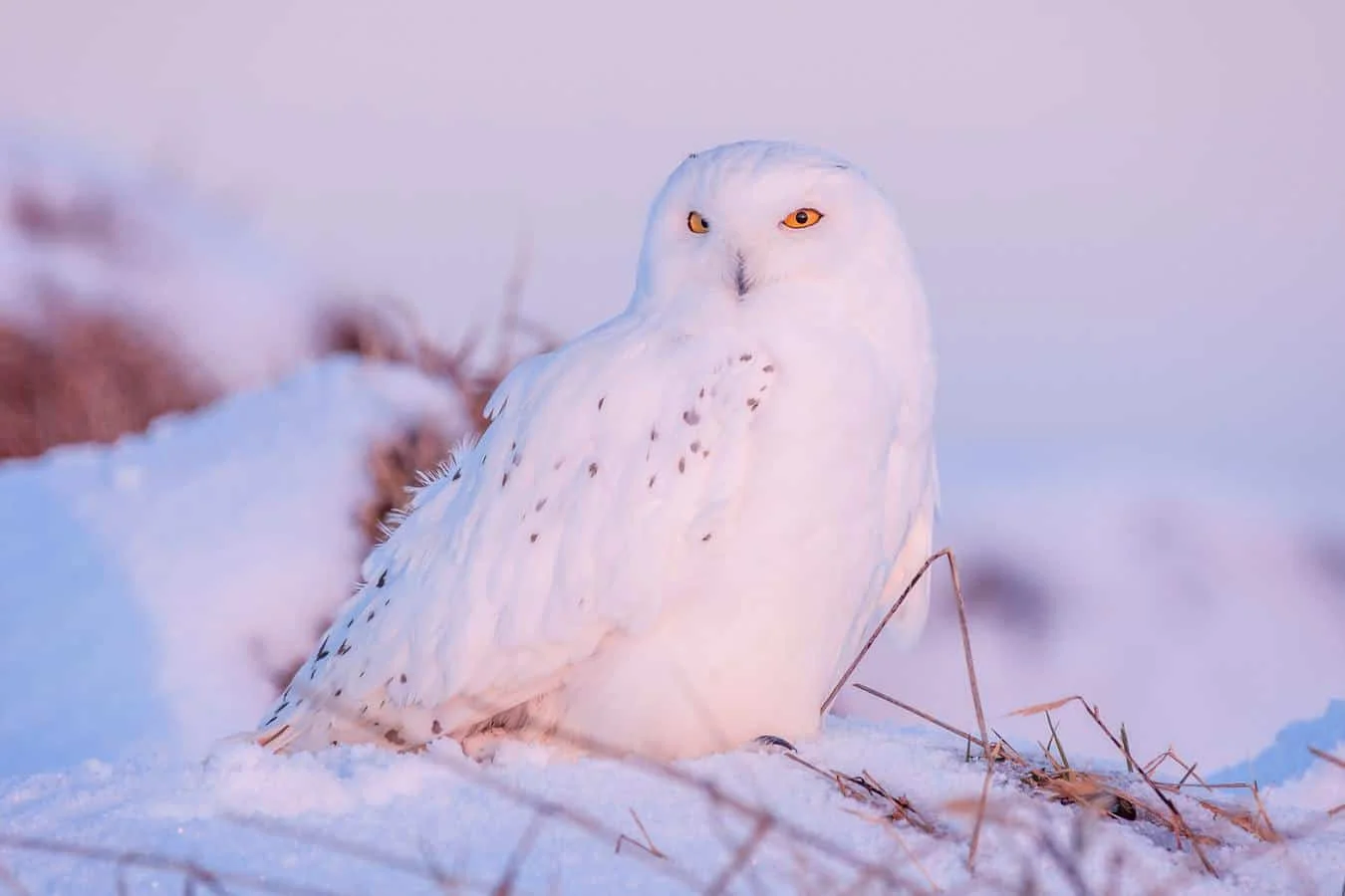 owls in minnesota