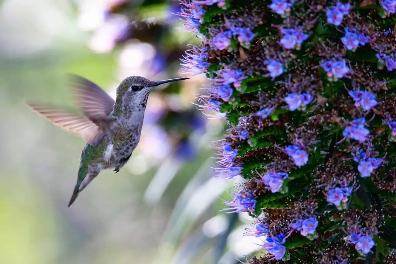 hummingbirds of california