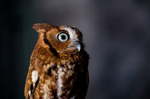 owls in California