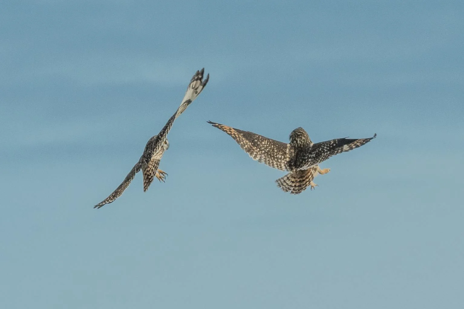 owls in Wisconsin