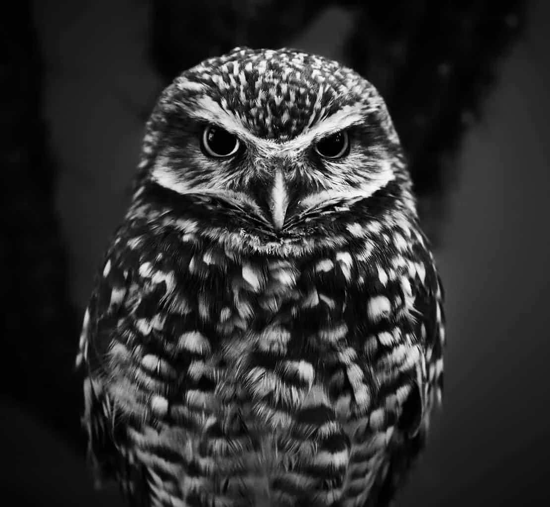 owls in maryland