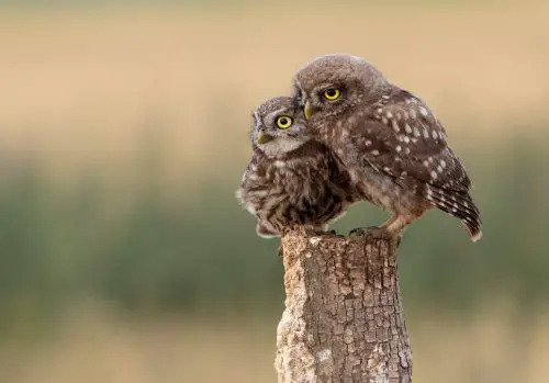 owls in Louisiana
