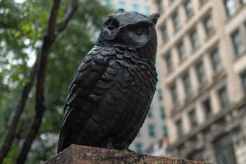 owls in new york