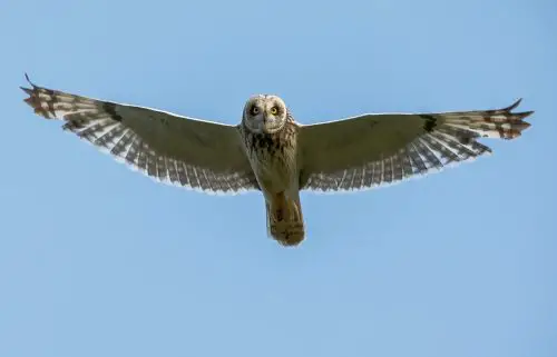 owls in Arkansas